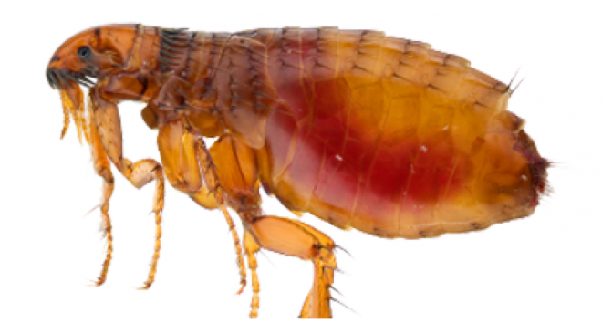 昆虫_跳蚤_flea