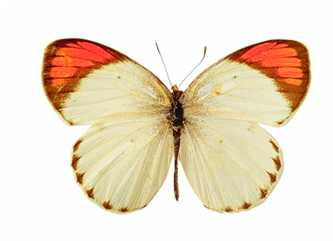 昆虫_蝴蝶_蛱蝶_浮蝶儿_butterfly_butterfly