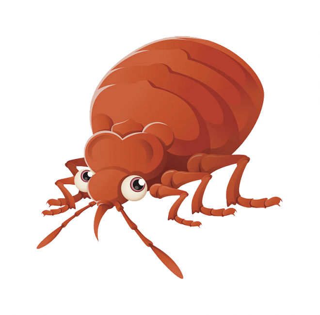 昆虫_臭虫_木蚤_床虱_bed_bug_bed_bug