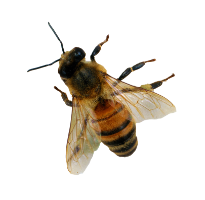 昆虫_蜜蜂_bee_bee