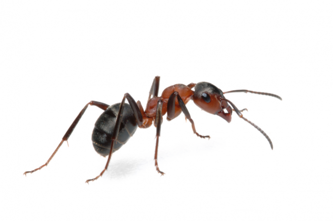 蚂蚁_玄驹_蚍蜉蚂_昆虫_ant_ant