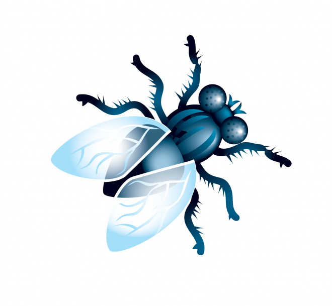 昆虫_苍蝇_蝇子_fly
