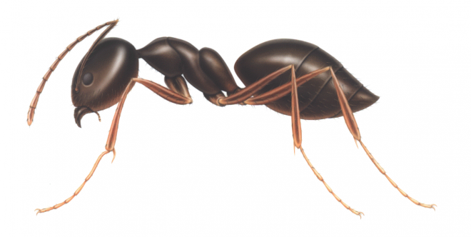 蚂蚁_玄驹_蚍蜉蚂_昆虫_ant_ant