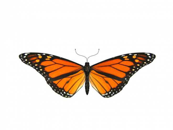 昆虫_蝴蝶_蛱蝶_浮蝶儿_butterfly_butterfly