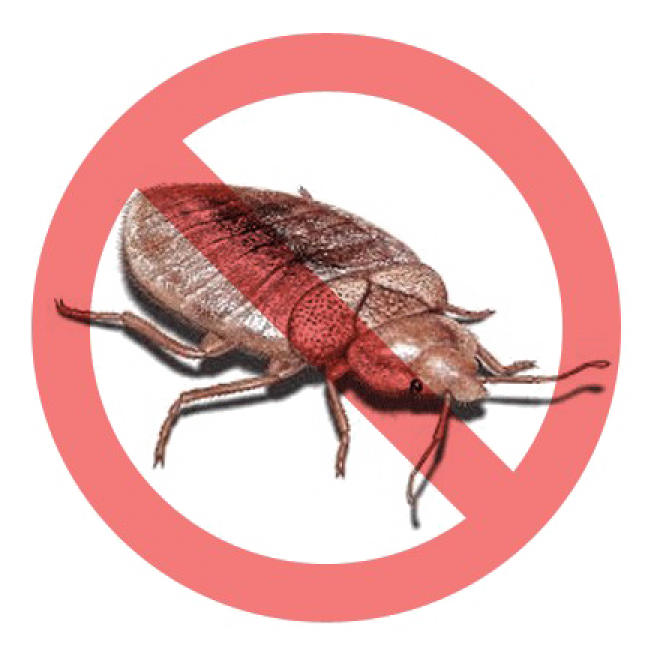 昆虫_臭虫_木蚤_床虱_bed_bug_bed_bug