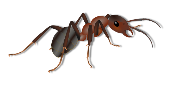 蚂蚁_玄驹_蚍蜉蚂_昆虫_ant_ant