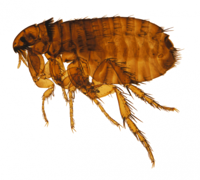 昆虫_跳蚤_flea