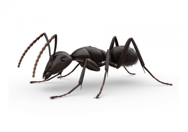 蚂蚁_玄驹_蚍蜉蚂_昆虫_ant_ant