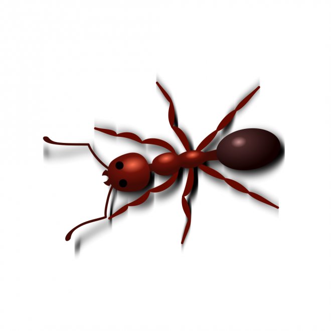 蚂蚁_玄驹_蚍蜉蚂_昆虫_ant_ant
