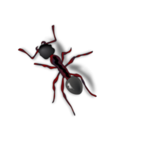 蚂蚁_玄驹_蚍蜉蚂_昆虫_ant_ant