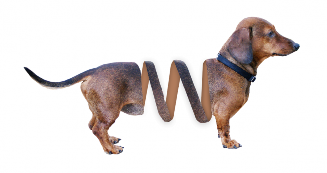 臘腸狗_獵獾狗_狗_dachshund_dachshund