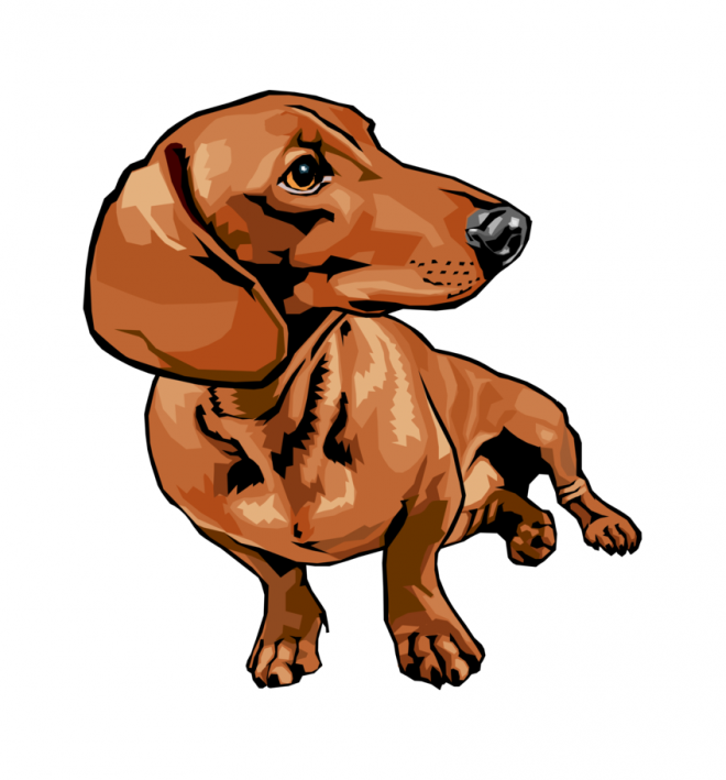 臘腸狗_獵獾狗_狗_dachshund_dachshund