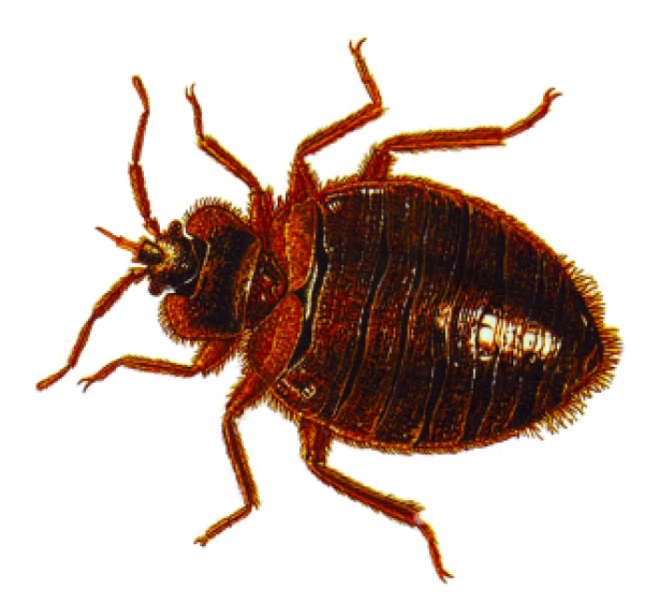 昆虫_臭虫_木蚤_床虱_bed_bug_bed_bug