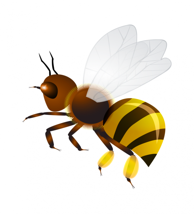 昆虫_蜜蜂_bee_bee