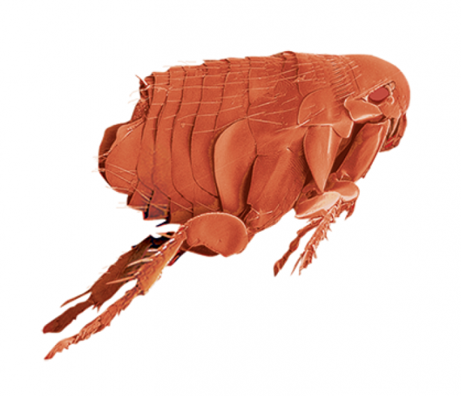 昆虫_跳蚤_flea