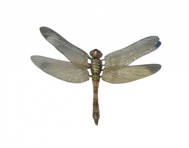 昆蟲_蜻蜓_點燈兒_紗羊_dragonfly_dragonfly