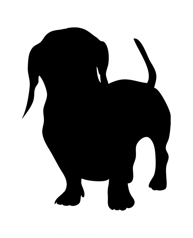 臘腸狗_獵獾狗_狗_dachshund_dachshund