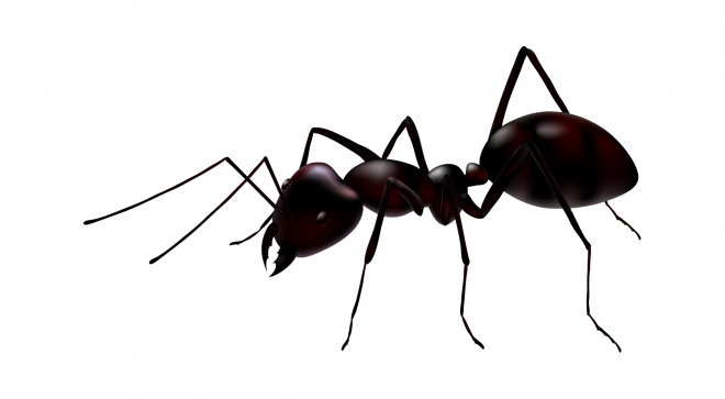 蚂蚁_玄驹_蚍蜉蚂_昆虫_ant_ant
