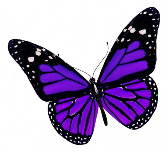 昆虫_蝴蝶_蛱蝶_浮蝶儿_butterfly_butterfly