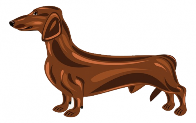 臘腸狗_獵獾狗_狗_dachshund_dachshund