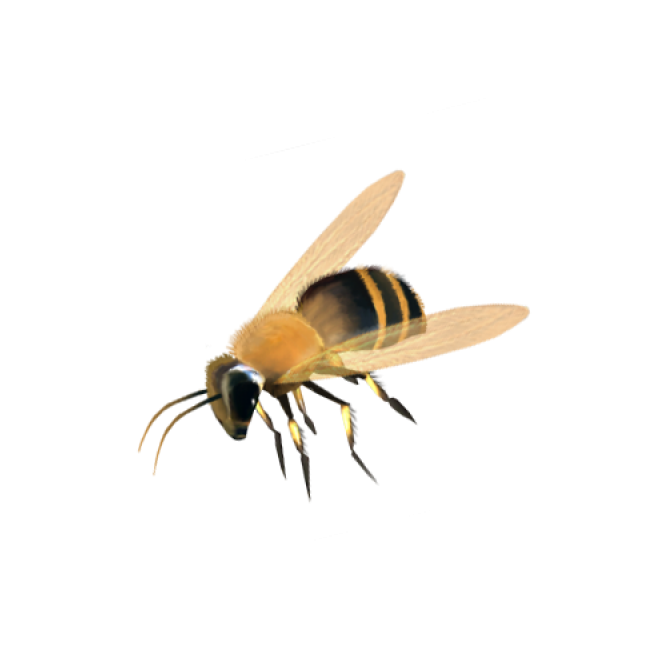 昆虫_蜜蜂_bee_bee