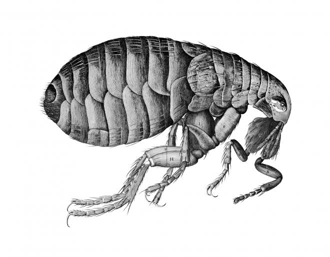 昆虫_跳蚤_flea