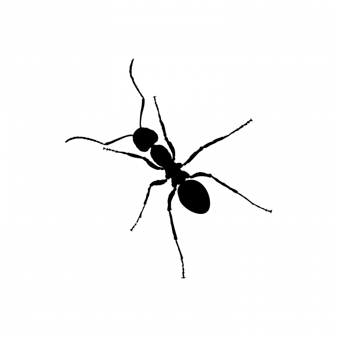 蚂蚁_玄驹_蚍蜉蚂_昆虫_ant_ant
