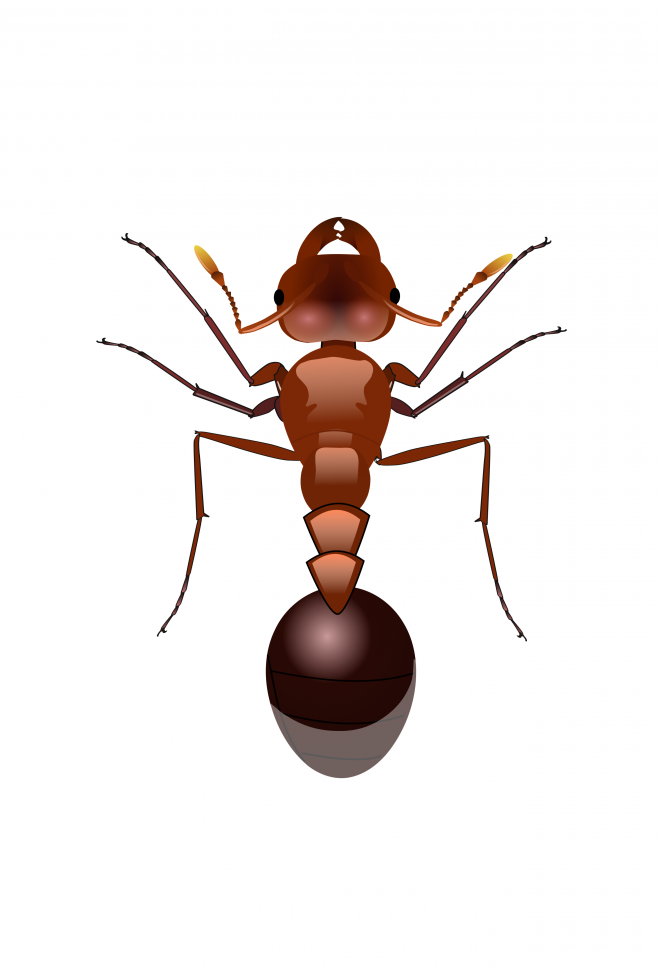 蚂蚁_玄驹_蚍蜉蚂_昆虫_ant_ant