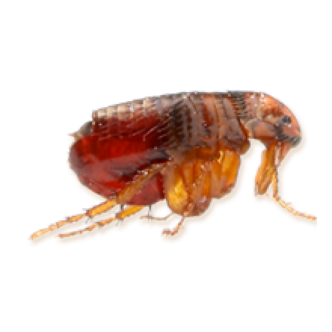昆虫_跳蚤_flea