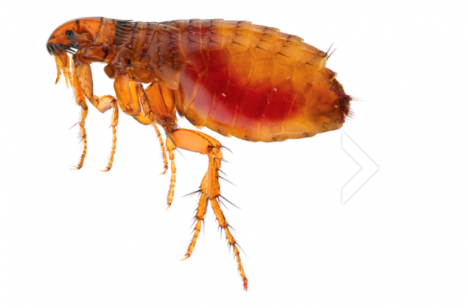 昆虫_跳蚤_flea