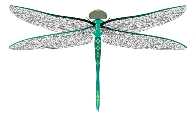 昆虫_蜻蜓_点灯儿_纱羊_dragonfly_dragonfly