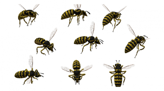 昆虫_蜜蜂_bee_bee