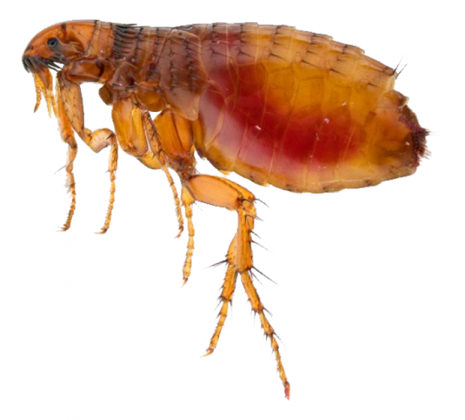 昆虫_跳蚤_flea