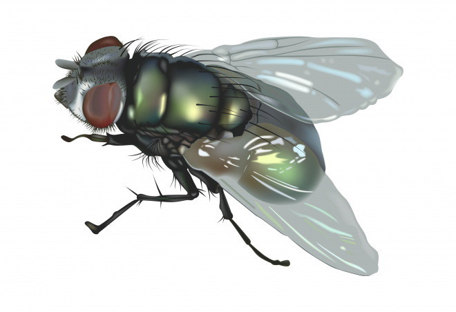 昆虫_苍蝇_蝇子_fly
