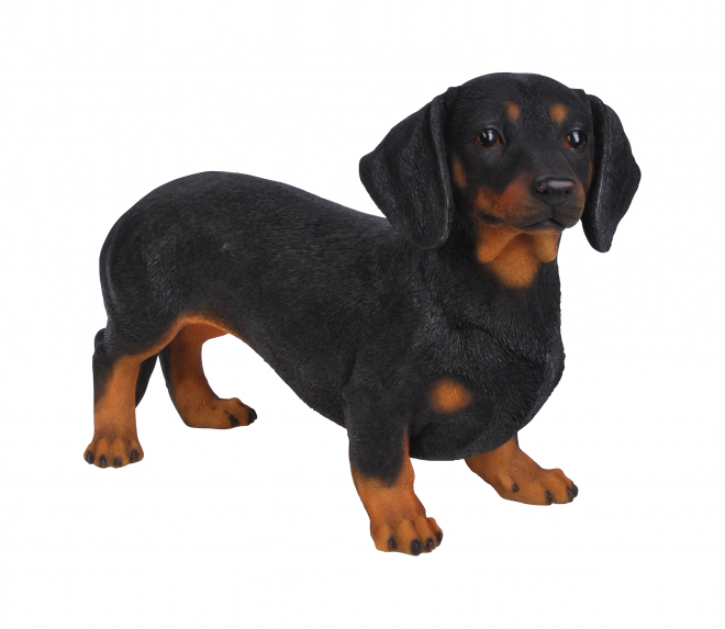 臘腸狗_獵獾狗_狗_dachshund_dachshund