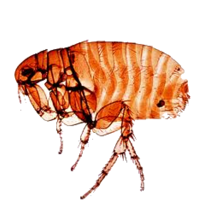 昆虫_跳蚤_flea