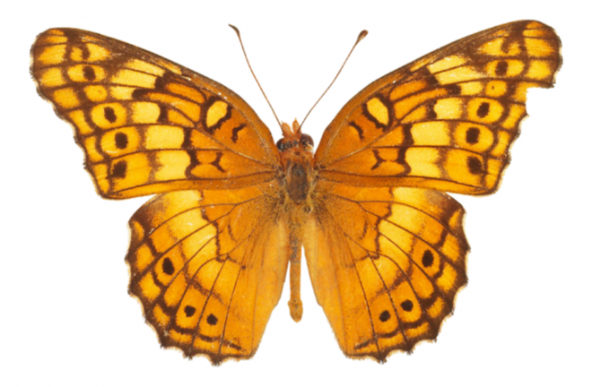 昆虫_蝴蝶_蛱蝶_浮蝶儿_butterfly_butterfly
