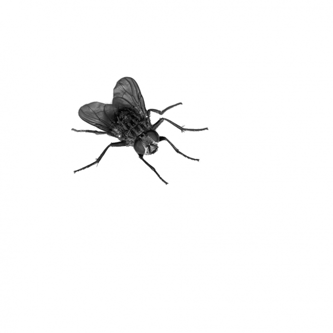 昆虫_苍蝇_蝇子_fly