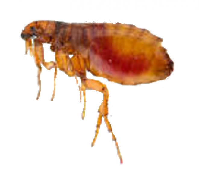 昆虫_跳蚤_flea