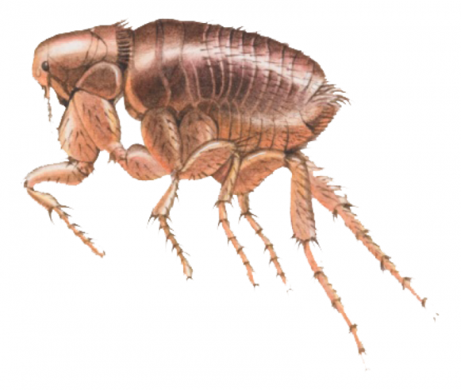 昆虫_跳蚤_flea