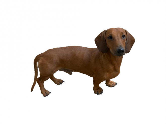 臘腸狗_獵獾狗_狗_dachshund_dachshund