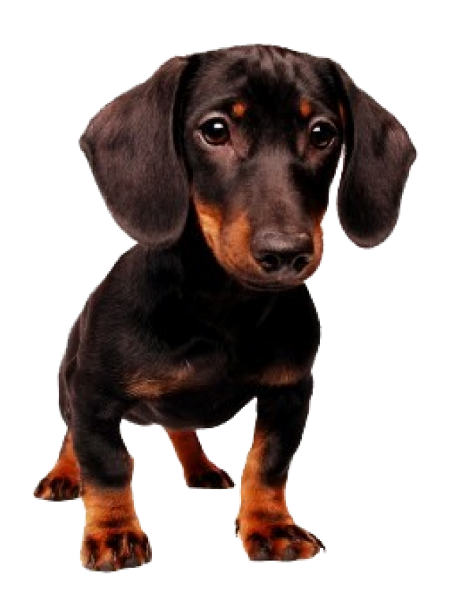臘腸狗_獵獾狗_狗_dachshund_dachshund