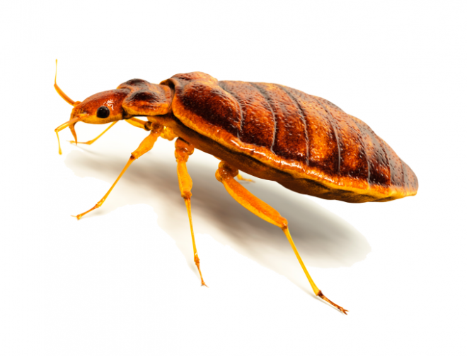 昆虫_臭虫_木蚤_床虱_bed_bug_bed_bug
