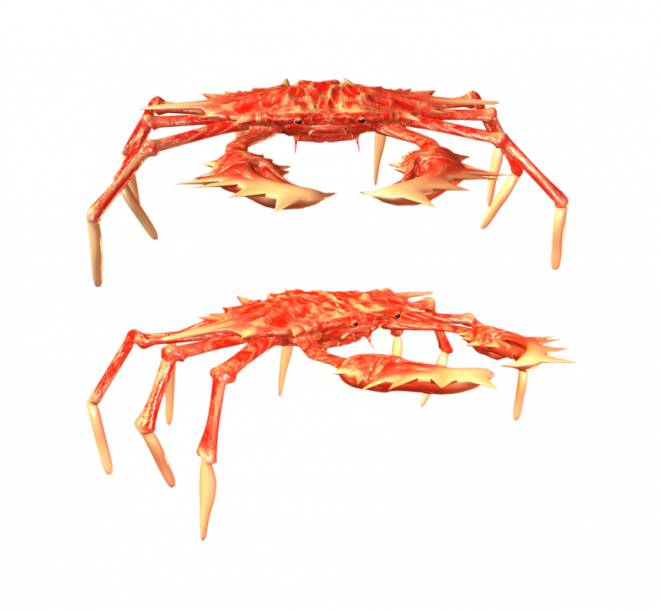 螃蟹_蟹_crab_crab