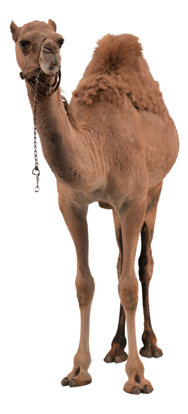 駱駝_沙漠之舟_camel_camel