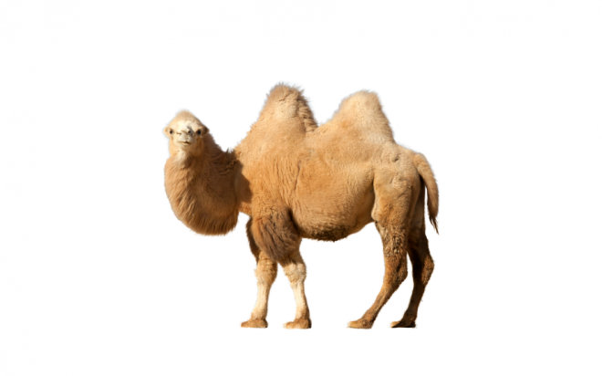 駱駝_沙漠之舟_camel_camel