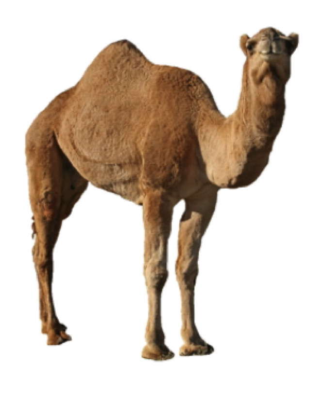 駱駝_沙漠之舟_camel_camel