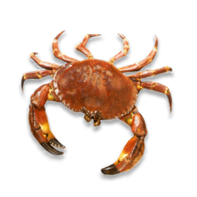 螃蟹_蟹_crab_crab