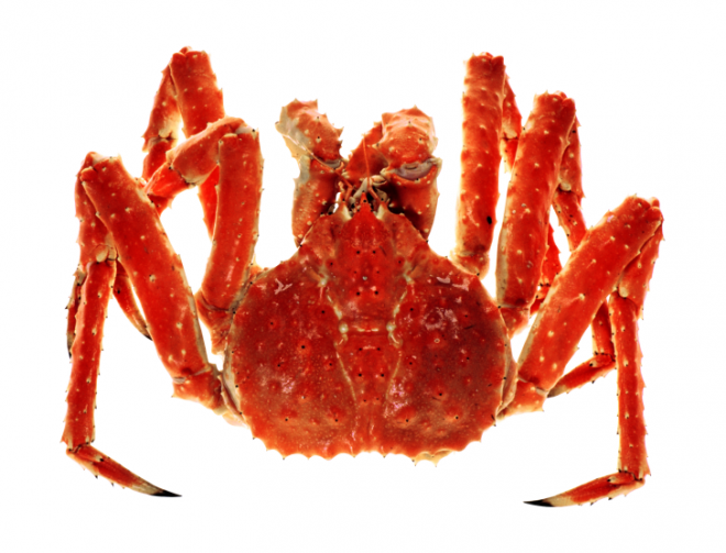 螃蟹_蟹_crab_crab
