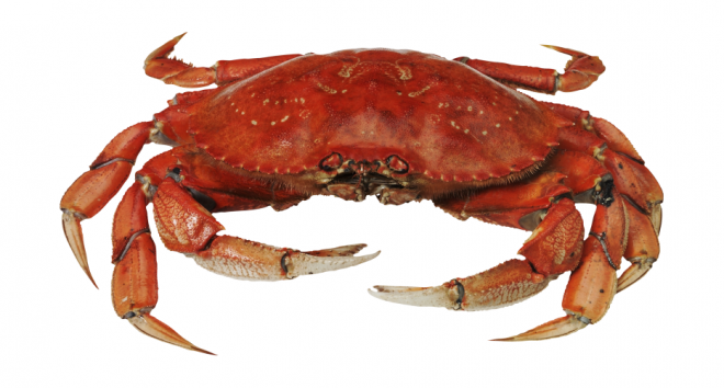 螃蟹_蟹_crab_crab